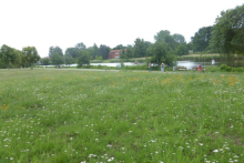 Blumenwiese Schwanenteich Blumenwiese Schwanenteich