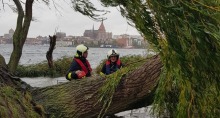 Vom Sturm umgestürzter Baum am Gehlsdorfer Ufer.