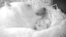 Die ersten Fotos von Videoaufzeichnungen aus der Wurfhöhle zeigen deutlich die beiden vitalen Eisbärenbabys. Die ersten Fotos von Videoaufzeichnungen aus der Wurfhöhle zeigen deutlich die beiden vitalen Eisbärenbabys.