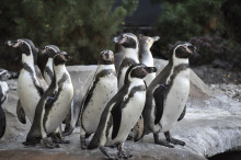 Pinguine im Zoo Rostock