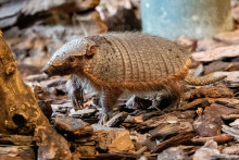 Ein Braunborsten-Gürteltier im Zoo Rostock.