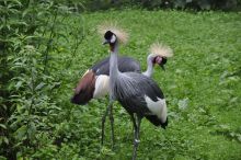 zwei Kronenkraniche im Rostocker Zoo