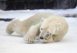 Eisbär im Rostocker Zoo 