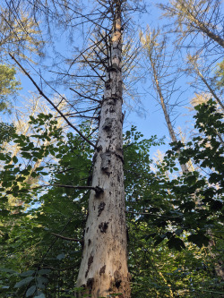 Abgestorbene Fichte im Barnstorfer Wald