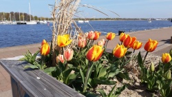 Frühjahr im Hochbeet - Tulpen