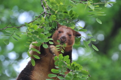 Baumkängurus werben für den Natur- und Artenschutz 