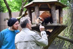 Pjat hat sich gut im Zoo Rostock eingelebt und ließ sich auch von WIRO-Chef Ralf Zimlich mit kleinen Leckerbissen verwöhnen, hier mit Tierpfleger Marcel Weierke.