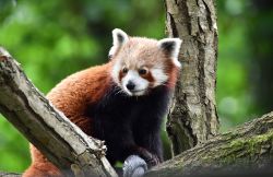 Begrüßung Pjat - Roter Panda