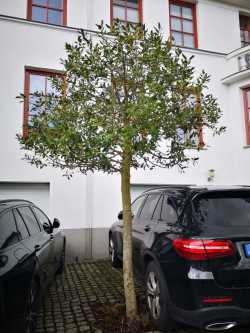Jungbaum im Borenweg 15 - damit aus ihm mal ein stattlicher Baum werden kann, sollte jedoch das Parken auf Baumscheiben -wie hier im Bild-  unterlassen werden.