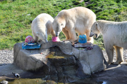 Die Eisbären Noria, Sizzel und Akiak verspeisten genüsslich ihre Geburtstagstorten