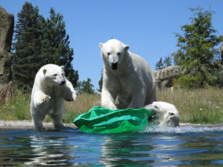 Eisbären Noria, Sizzel und Akiak ganz nah - ab Freitag ist das Polarium wieder offen.
