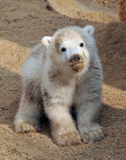Eisbärjunge Fiete sechs Monate alt