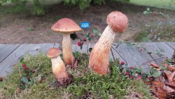 Großsporiger Kiefernröhrling, Aureoboletus projectellus, seit 2014 in Mecklenburg-Vorpommern eingewandert.