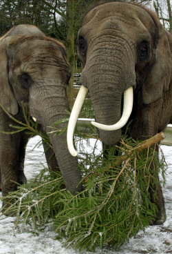 Elefanten im Rostocker Zoo