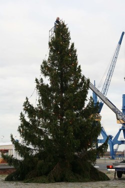 Der beleuchtete Weihnachtsbaum an seinem Standort im Rostocker Stadthafen.
