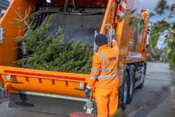 Abfuhr der ausgedienten Weihnachtsbäume