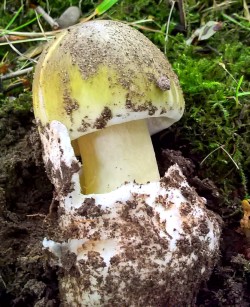 Grüner Knollenblätterpilz