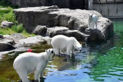Eisbären im Zoo Rostock