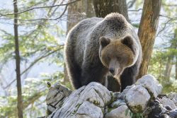 Bär betrachtet Kohlmeise im Wald Bär betrachtet Kohlmeise im Wald