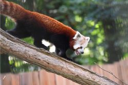 Zootag 2024 - Roter Panda