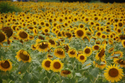 Sunflower fields