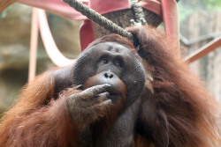 Orang-Utan-Männchen Ejde