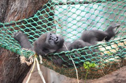 Gorillababy in einer Hängematte