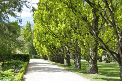 Park mit  Eichenallee im Zoo Rostock