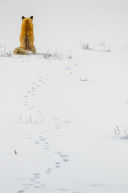  Im Schnee sitzender Fuchs, der dem Fotografen den Rücken zukehrt. Im Vordergrund des Bildes sind die Spuren des Rotfuchses im Schnee zu sehen, die zu ihm hinführen.