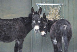 Zwei Esel im Zoo Rostock
