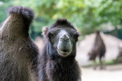 Trampeltier im Rostocker Zoo