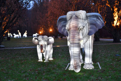 Zoolights Elefanten