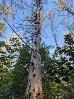 Abgestorbene Fichte im Barnstorfer Wald