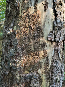 Fraßgänge des Borkenkäfers