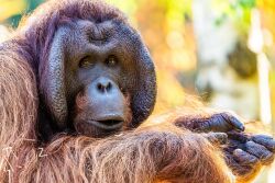 Botschafter seiner Art: Ein Borneo-Orang-Utan in der Tropenhalle des Darwineums. Am 19. August macht der Zoo Rostock mit einem Aktionstag auf die Bedrohung der Menschenaffen und die Rettung ihres Lebensraumes aufmerksam.