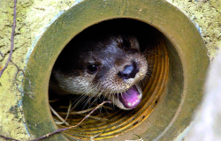Im Rostocker Zoo sind die Otter los.