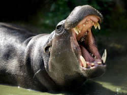 Foto des Jahres 2022: Zwergflusspferd im Zoo Rostock