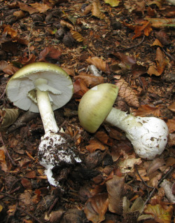 Grüner Knollenblätterpilz