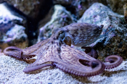 Krake im Zoo Rostock