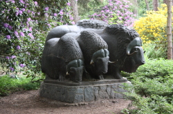Mit den Moschusochsen von Wilhelm Löber nahm die Freiluftgalerie im Zoo ihren Anfang. 