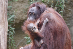 Orang-Utan-Kindergarten im Darwineum: Mama Hsiao-Ning mit Niah