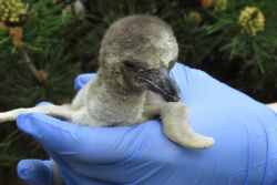 Junger Pinguin im Rostocker Zoo