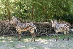 Die Zebrahengste Riad und Akuma haben sich gut im Zoo Rostock eingelebt.