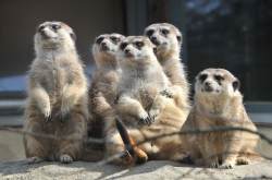Erdmännchen, Zoo Rostock