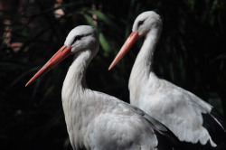 Weißstörche auf der Stelzvogelwiese im Zoo Rostock 
