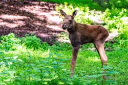 Elchnachwuchs im Zoo Rostock