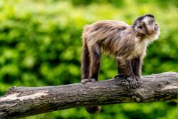 Kapuzineraffe, Zoo Rostock