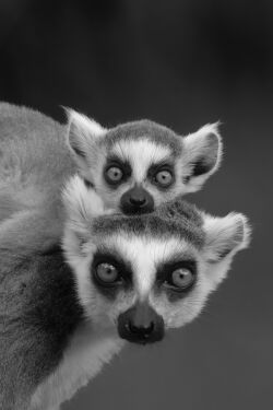 Zwei aufmerksam blickende Kattas im Porträt. Mit diesem ausdrucksstarken Schwarz-Weiß-Foto gewann die Rostocker Hobbyfotografin Sarah Kube den Fotowettbewerb 