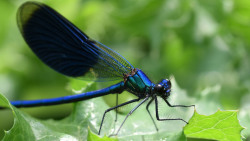 Blau glänzende Libelle auf grünem Blatt